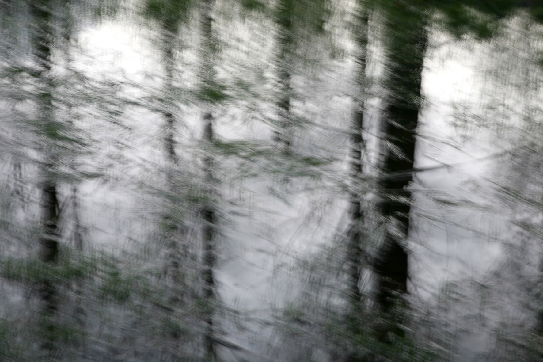 Bespiegelingen in het leeuwarder bos